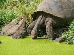 Day 05 - Wild Female Tortoise Drinking
